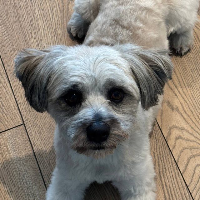 Groomed shih tzu looking at the camera