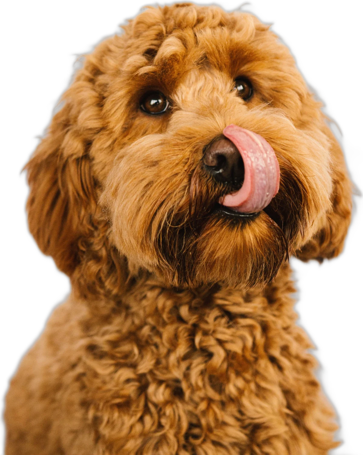A fluffy curly dog licking its nose